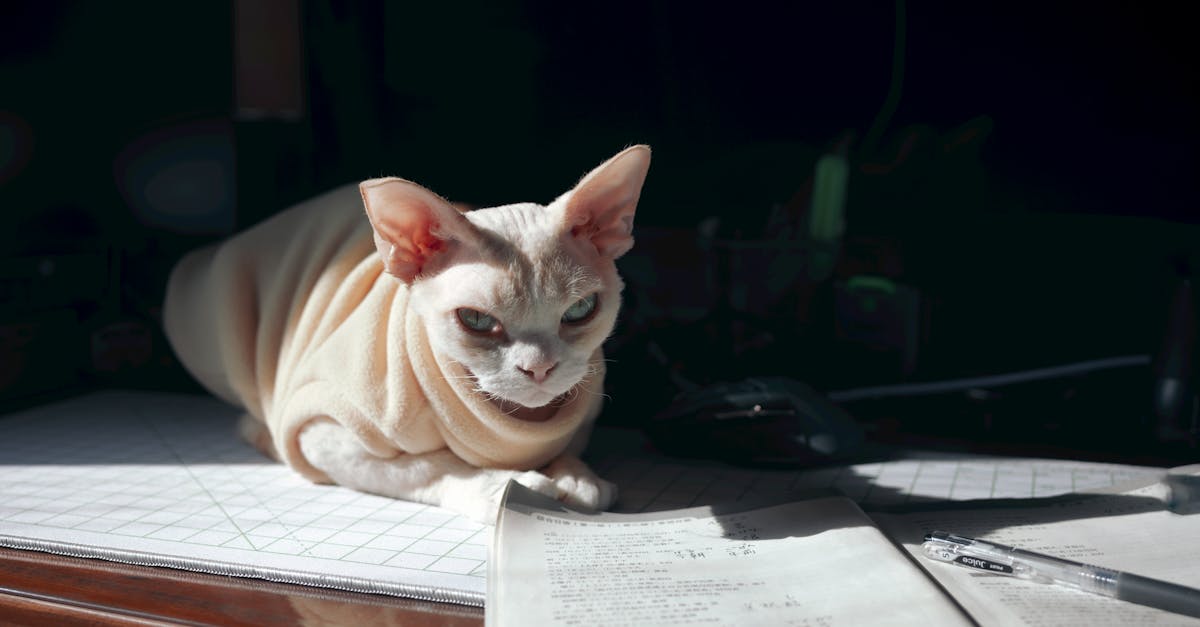 9 Cat Breeds Known for Exceptional Intelligence