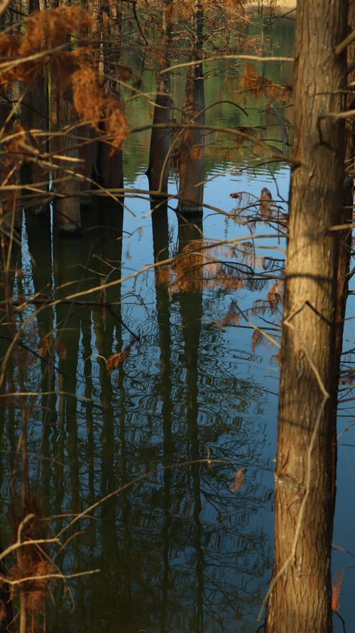 Free Trees reflecting on a calm pond in a peaceful forest, showcasing a serene autumn atmosphere. Stock Photo