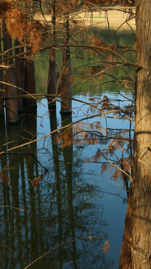 Free Tranquil lake with tree reflections and earthy tones in bright daylight. Stock Photo