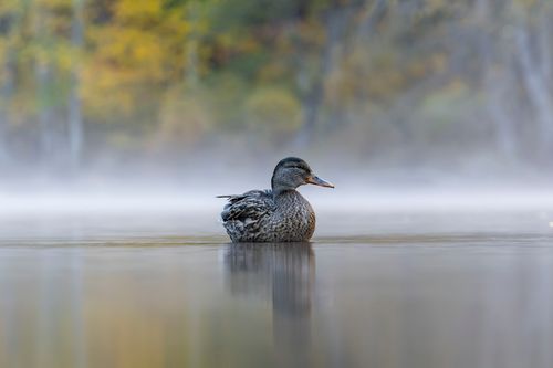 Free A duck peacefully floats on a misty lake surrounded by autumn colors. Stock Photo