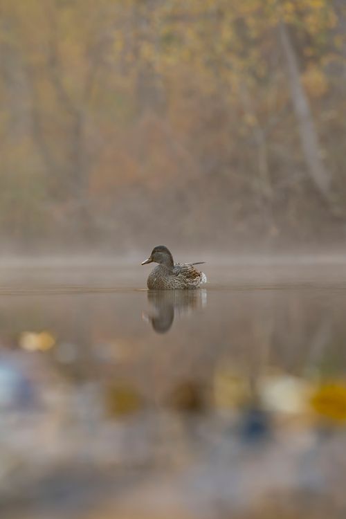 Free A duck swims peacefully on a misty autumn lake with colorful foliage. Stock Photo