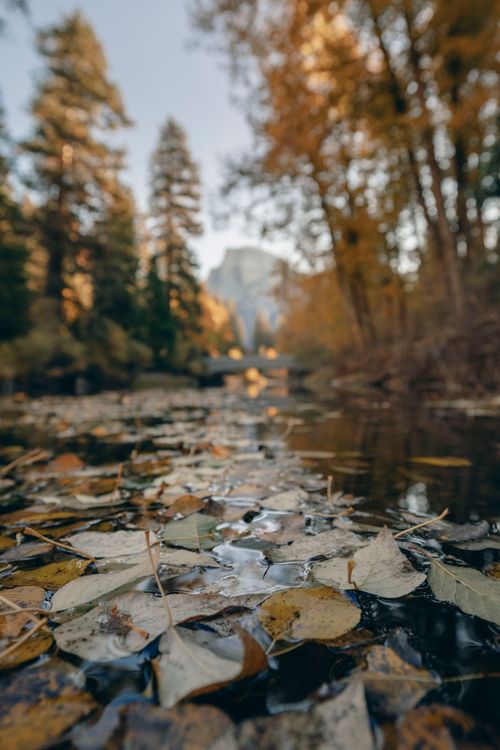 Free Serene view of autumn leaves floating on a creek with Yosemite's Half Dome in the background. Stock Photo