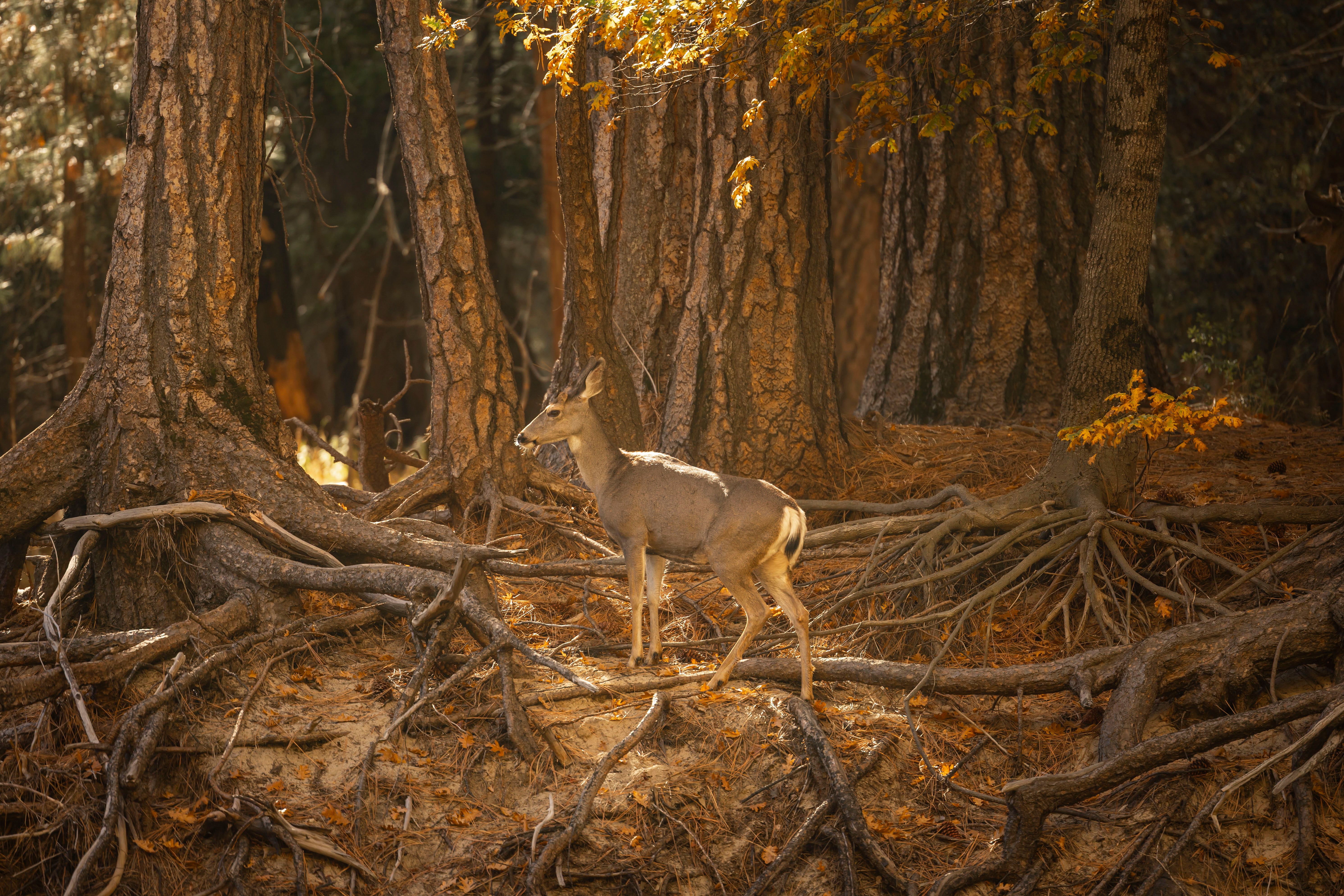 Building Roots While Standing Alone: The Truth About Parenting Without Family — Photo by Stephen Leonardi on Pexels