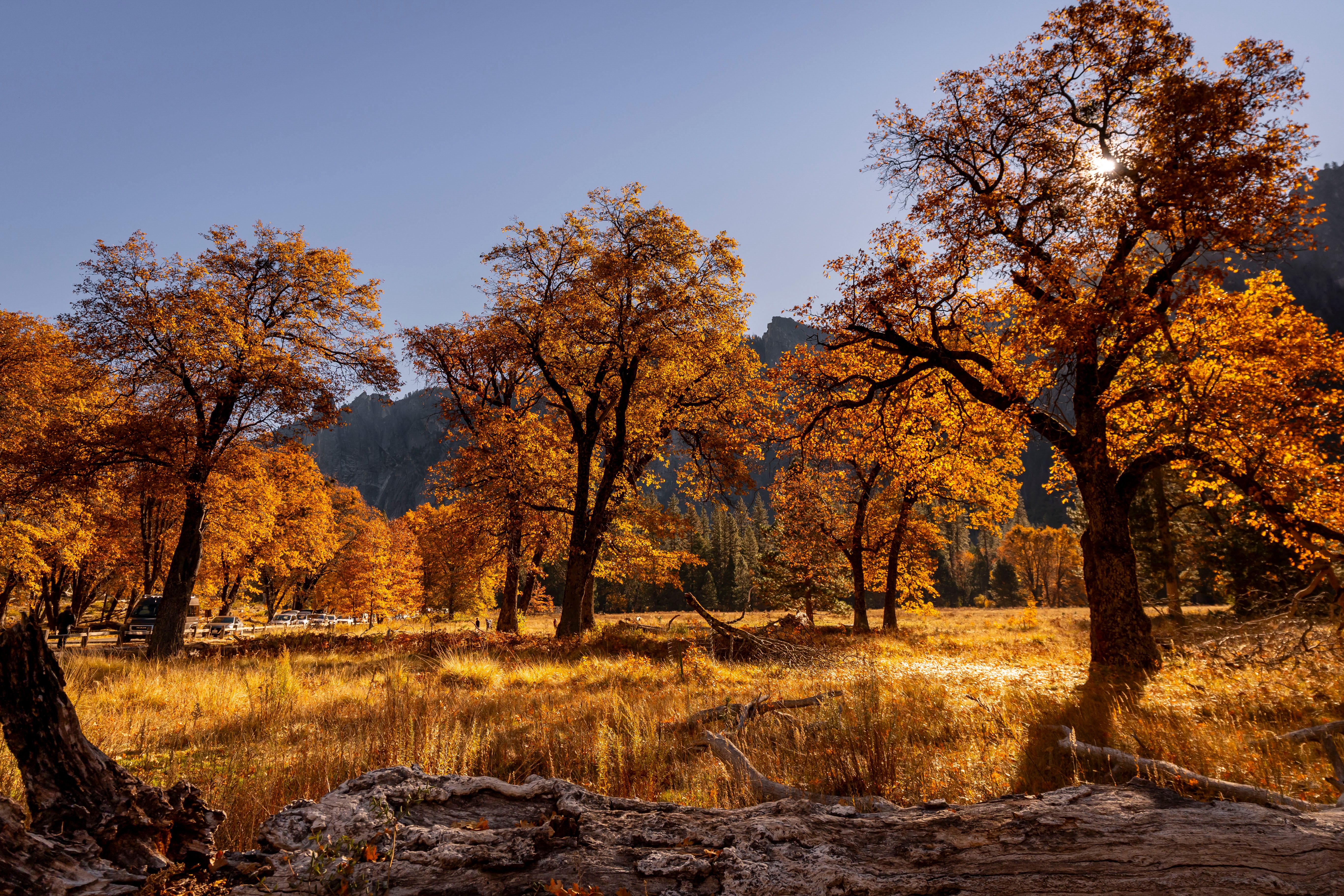 Golden aspens in Lamoille Canyon in the Ruby Mountains