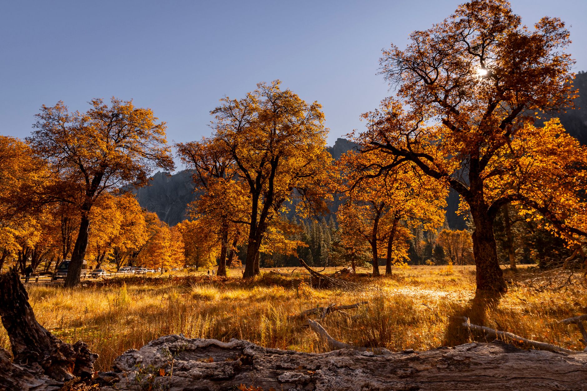 Golden aspens in Lamoille Canyon in the Ruby Mountains