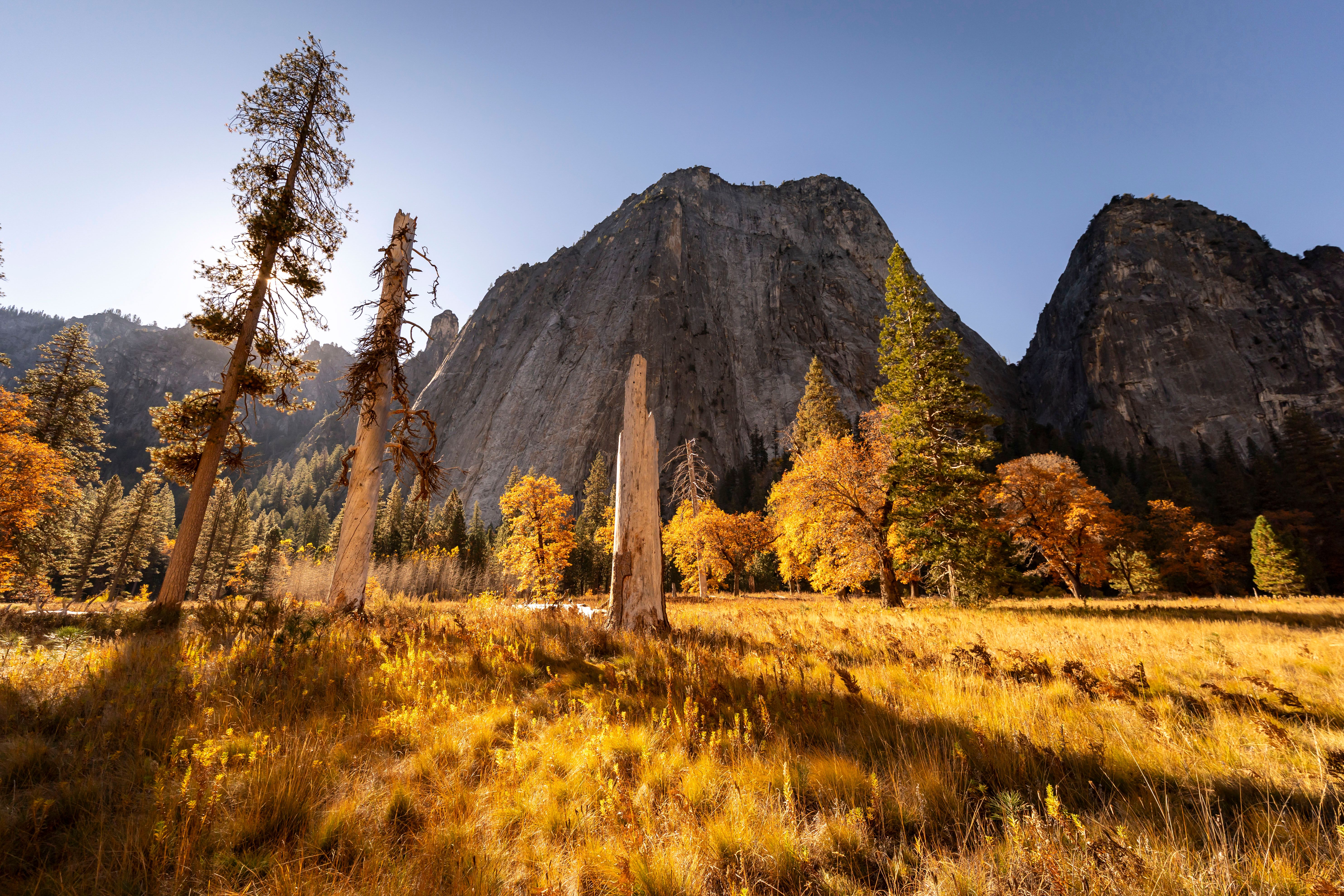 Crescent Meadow ringed by giant sequoias