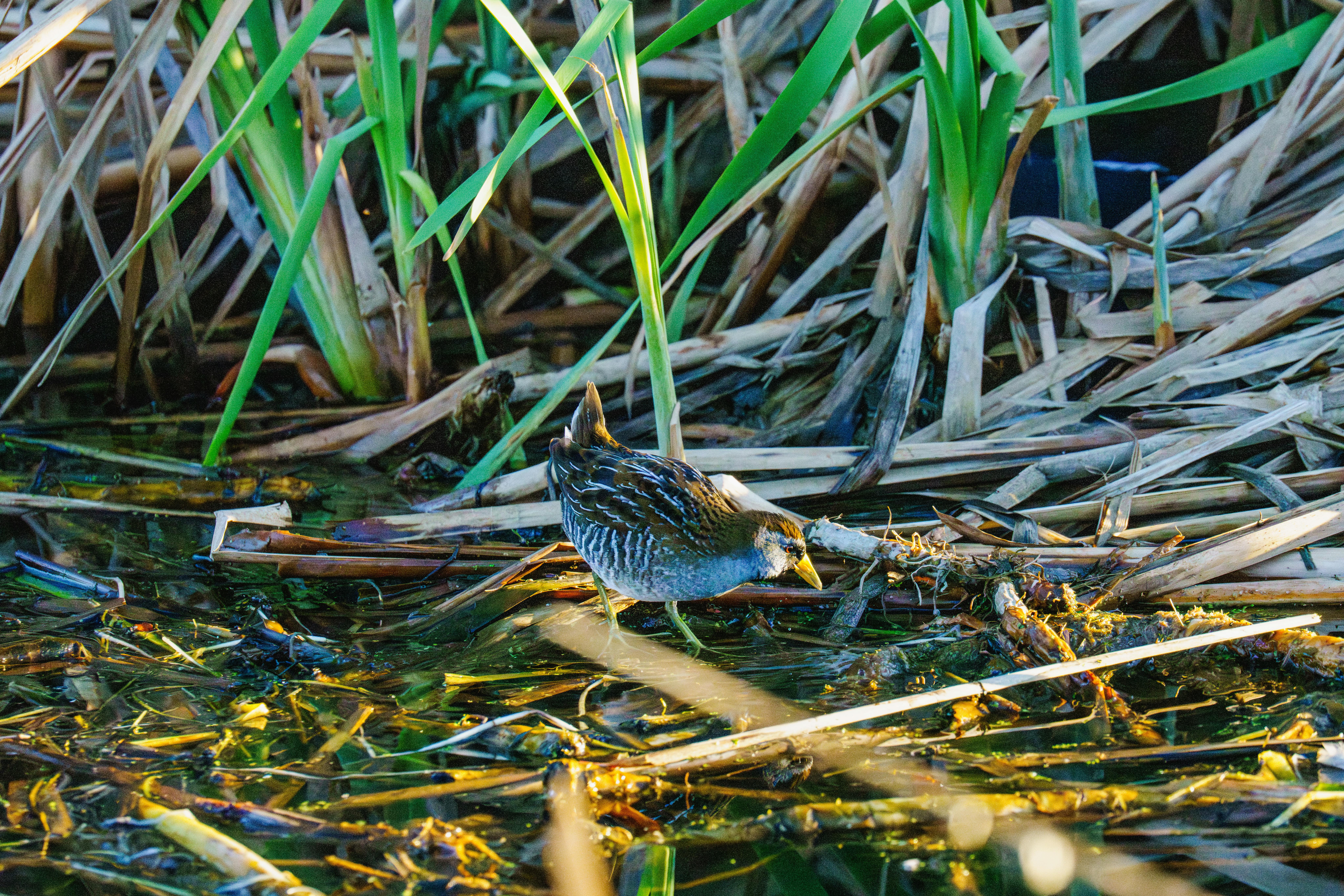 Sora bird wading through a lush wetland surrounded by reeds.