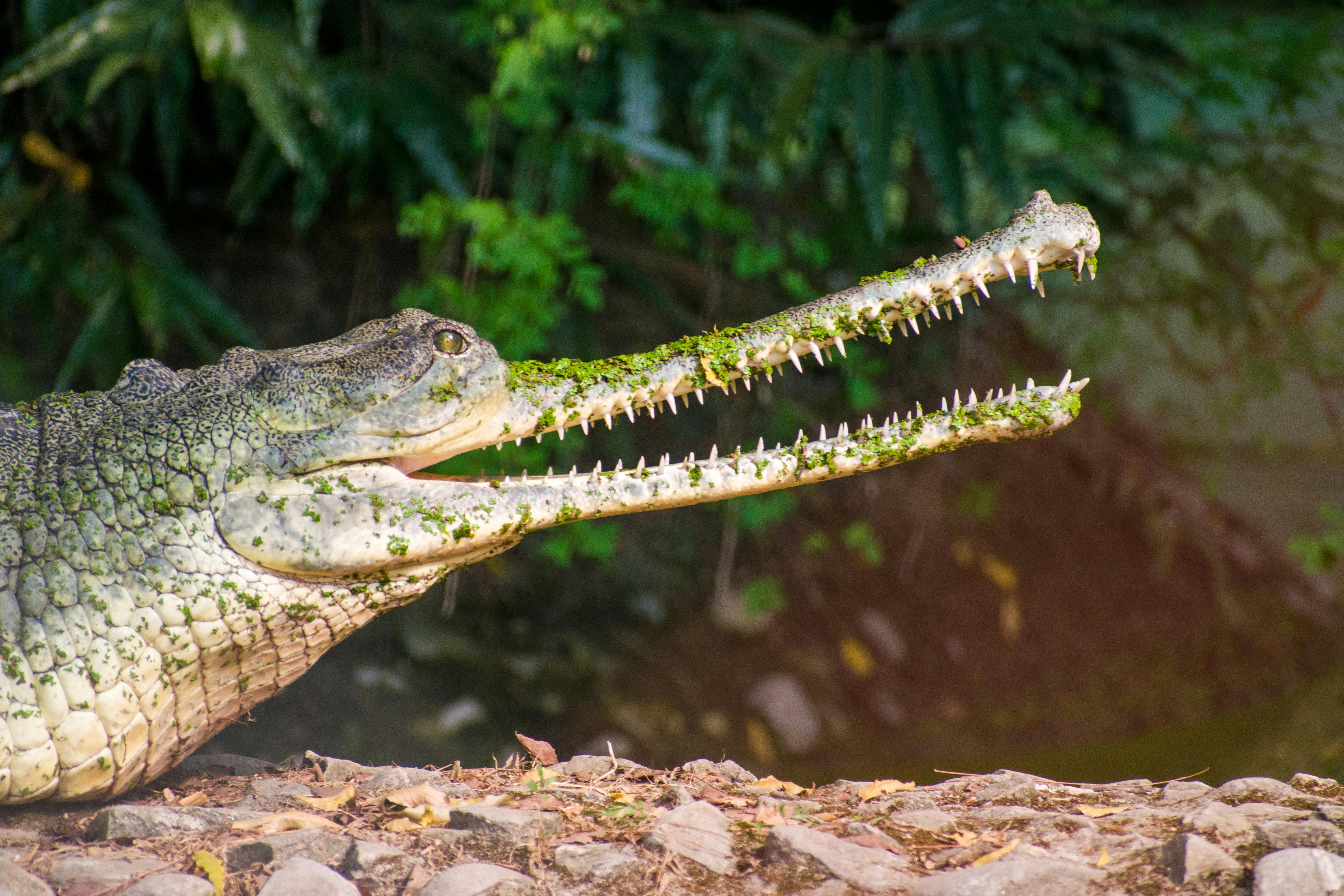 Jurassic dinosaurs had specialized diets to coexist peacefully — Photo by Arindam Chakraborty on Pexels