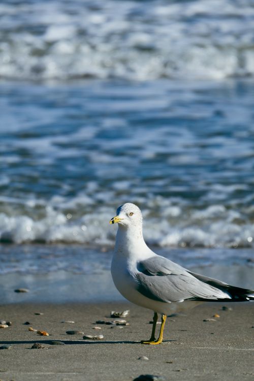 Free A seagull stands on the sandy beach with ocean waves in the background, capturing coastal serenity. Stock Photo