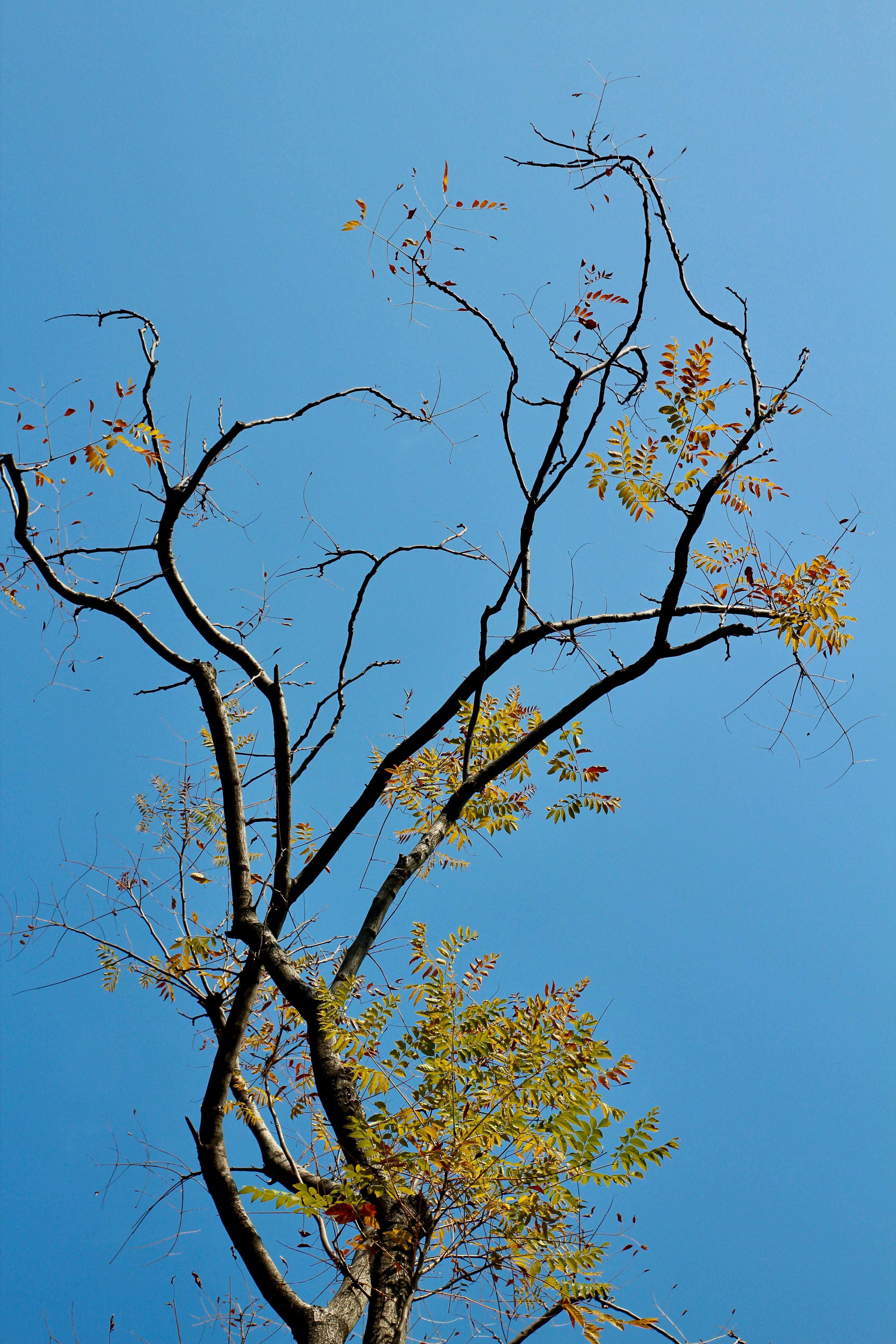 Bare autumn branches with few leaves against a vibrant blue sky.