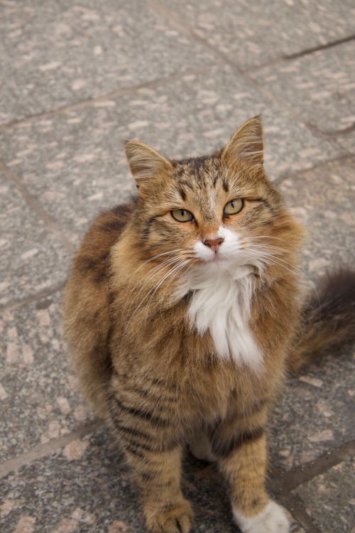 Free A long-haired tabby cat with bright eyes sits on a stone pavement outdoors. Stock Photo