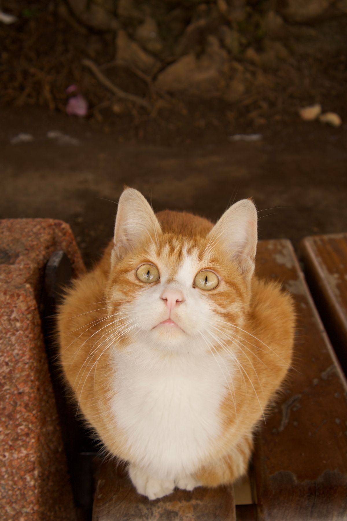 Adorable ginger cat looking upward on a bench, attentive and curious