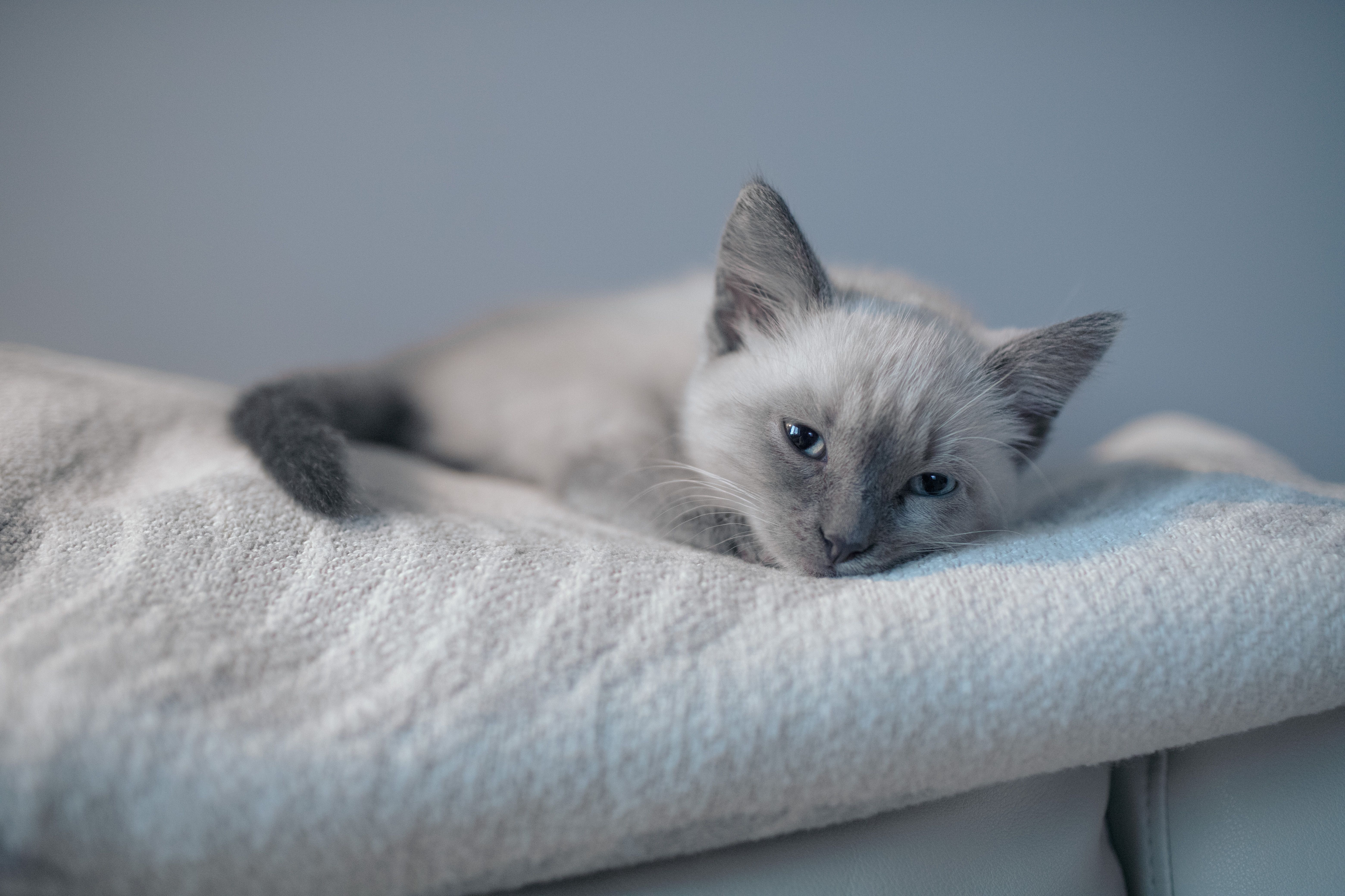 pet insurance pet wellness — Photo by Alexander Popadin on Pexels