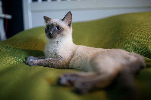 Free A Siamese cat resting comfortably on a green couch indoors, looking alert. Stock Photo