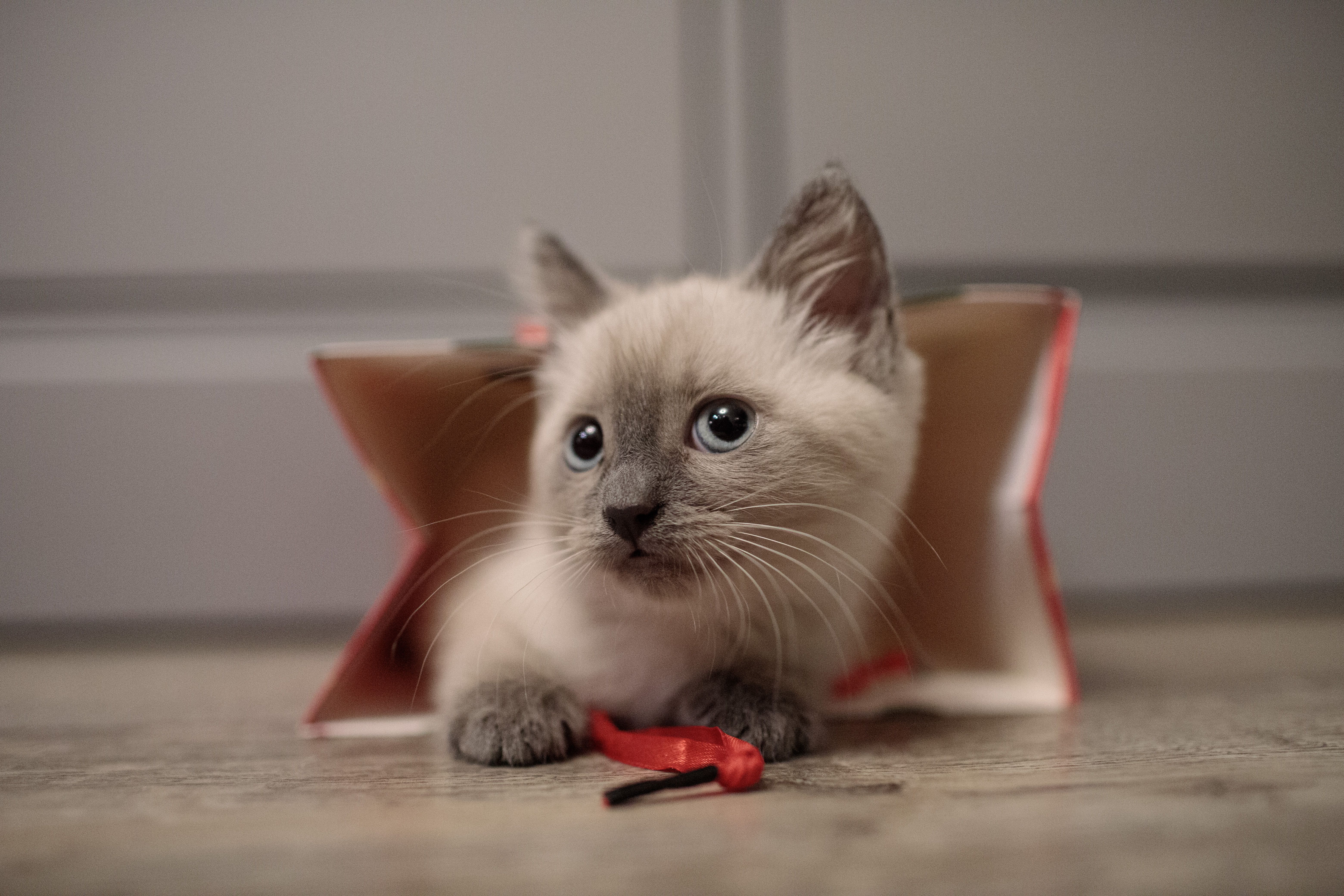 pet insurance pet wellness — Photo by Alexander Popadin on Pexels