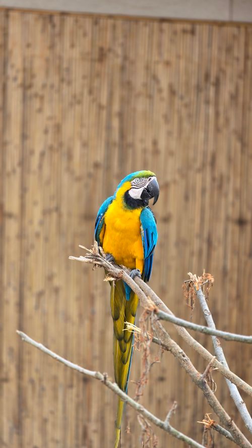 Free Colorful blue and yellow macaw perched on a branch with a natural bamboo backdrop. Stock Photo