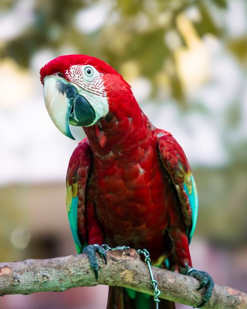 Free Close-up of a colorful scarlet macaw with vibrant feathers, perched outdoors. Stock Photo