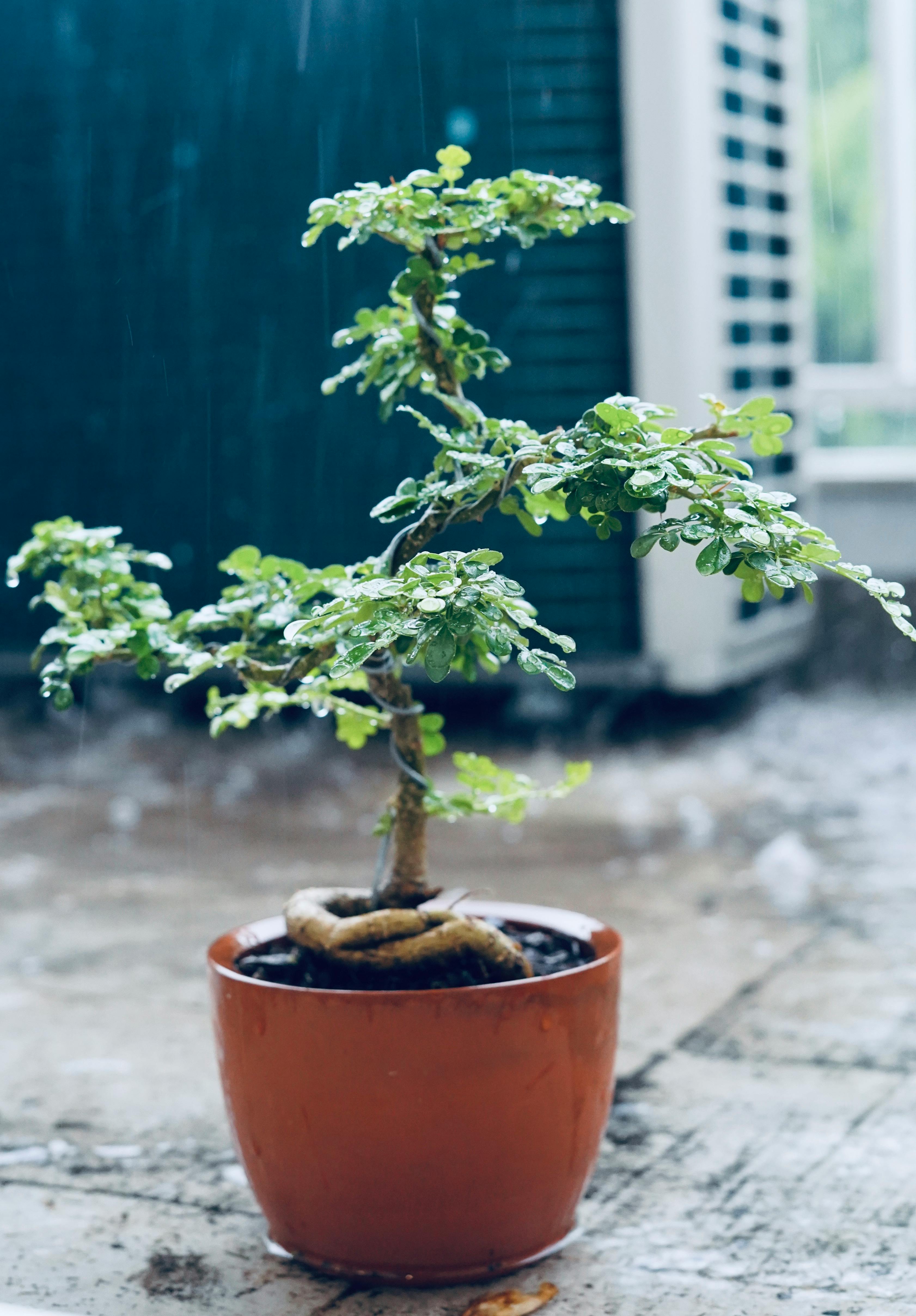  A close-up photograph of a small, green bonsai tree with water droplets on its leaves and branches.