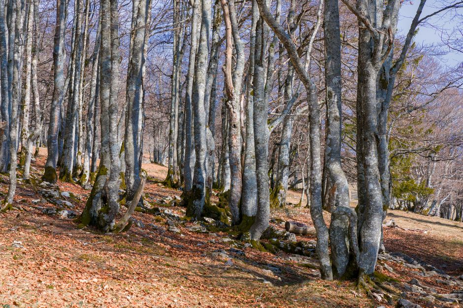 Immagine di copertina: Bufera sul nuovo disegno di legge: la caccia divide il Paese