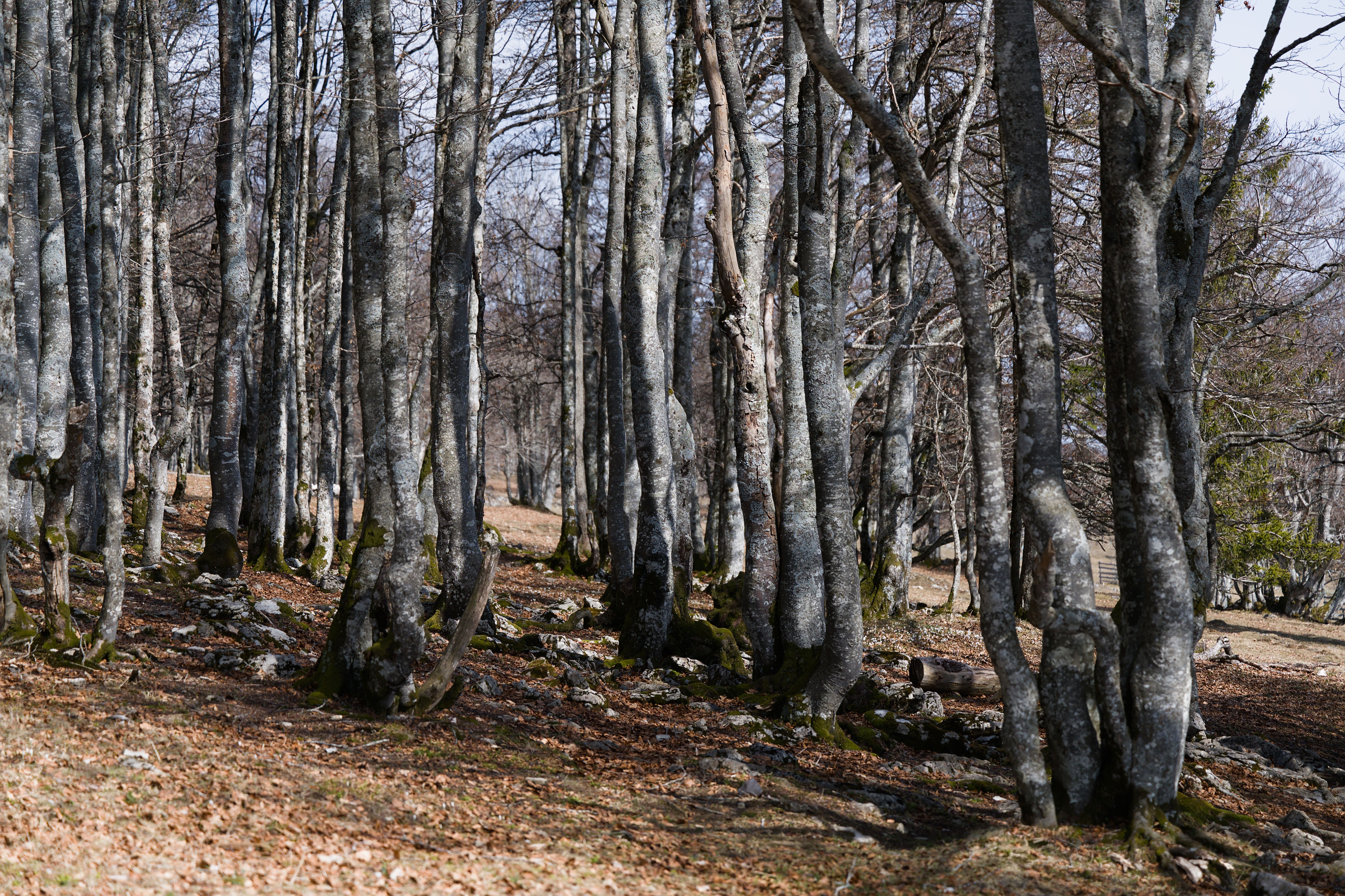 Bosque dos Salesianos é ameaçado pela especulação imobiliária