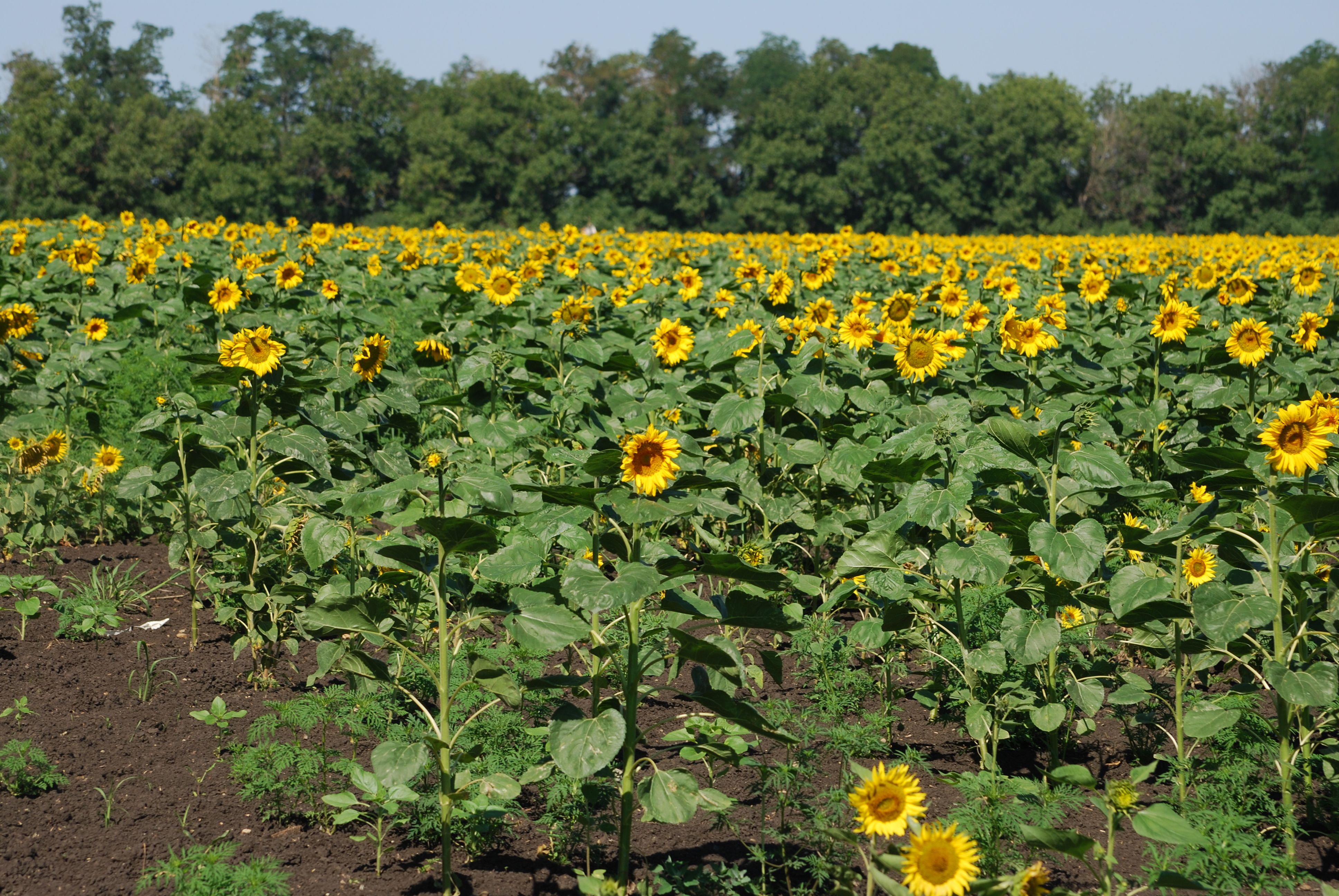 Vast Sunflower Field in Full Bloom under Blue Sky · Free Stock Photo