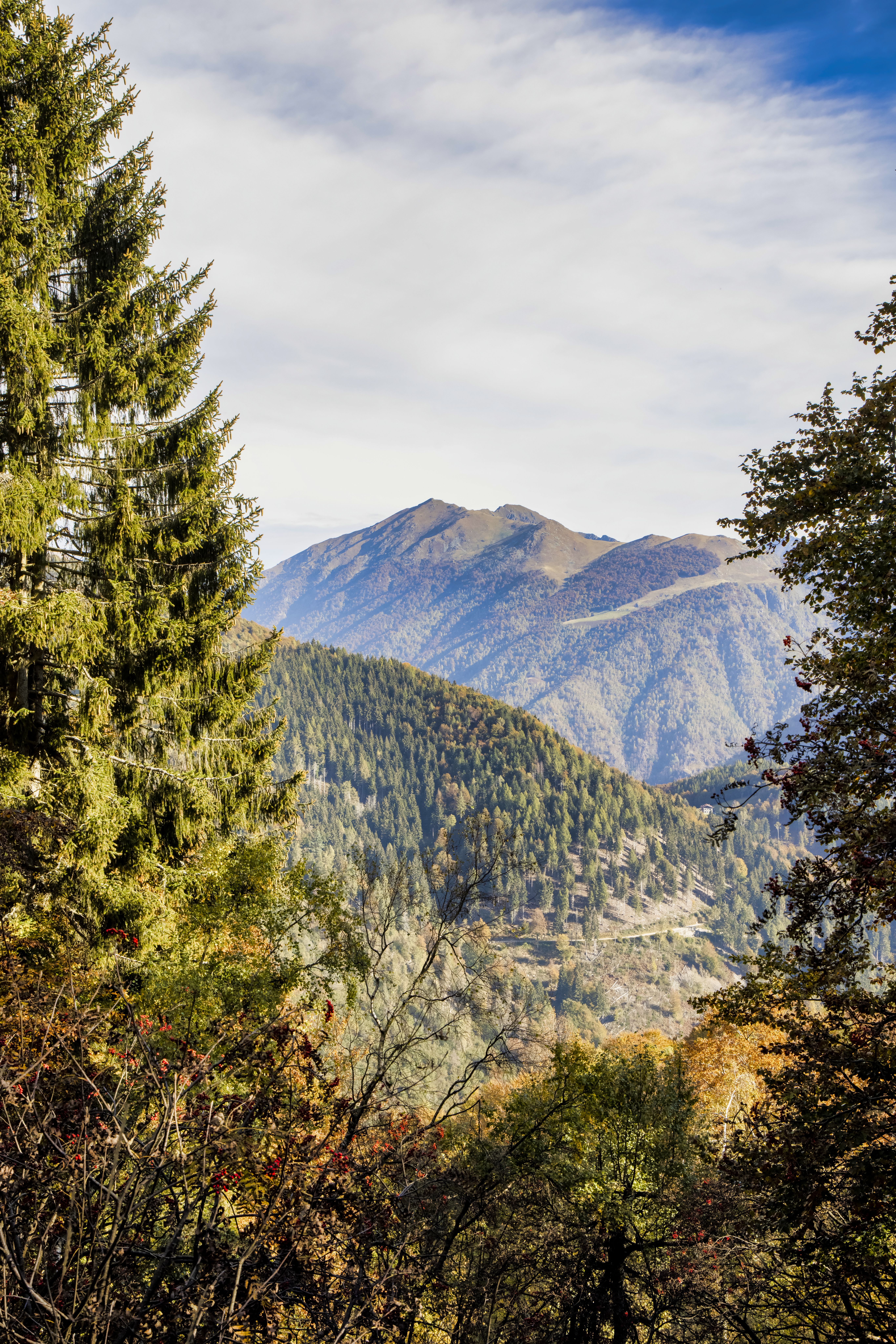 Beautiful Mountain Landscape with Pine Trees · Free Stock Photo