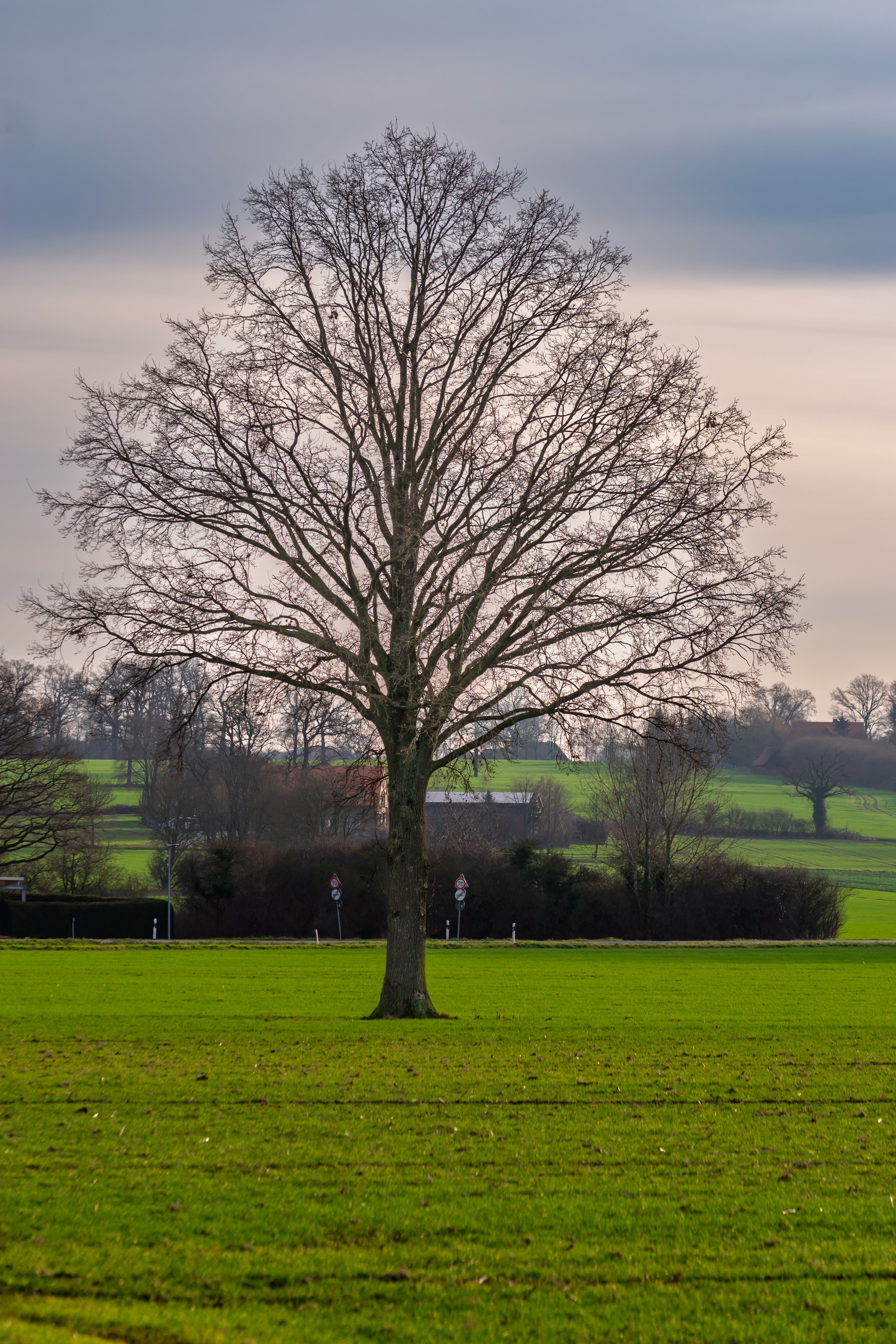 Serene Lone Tree in Verdant Countryside Landscape · Free Stock Photo