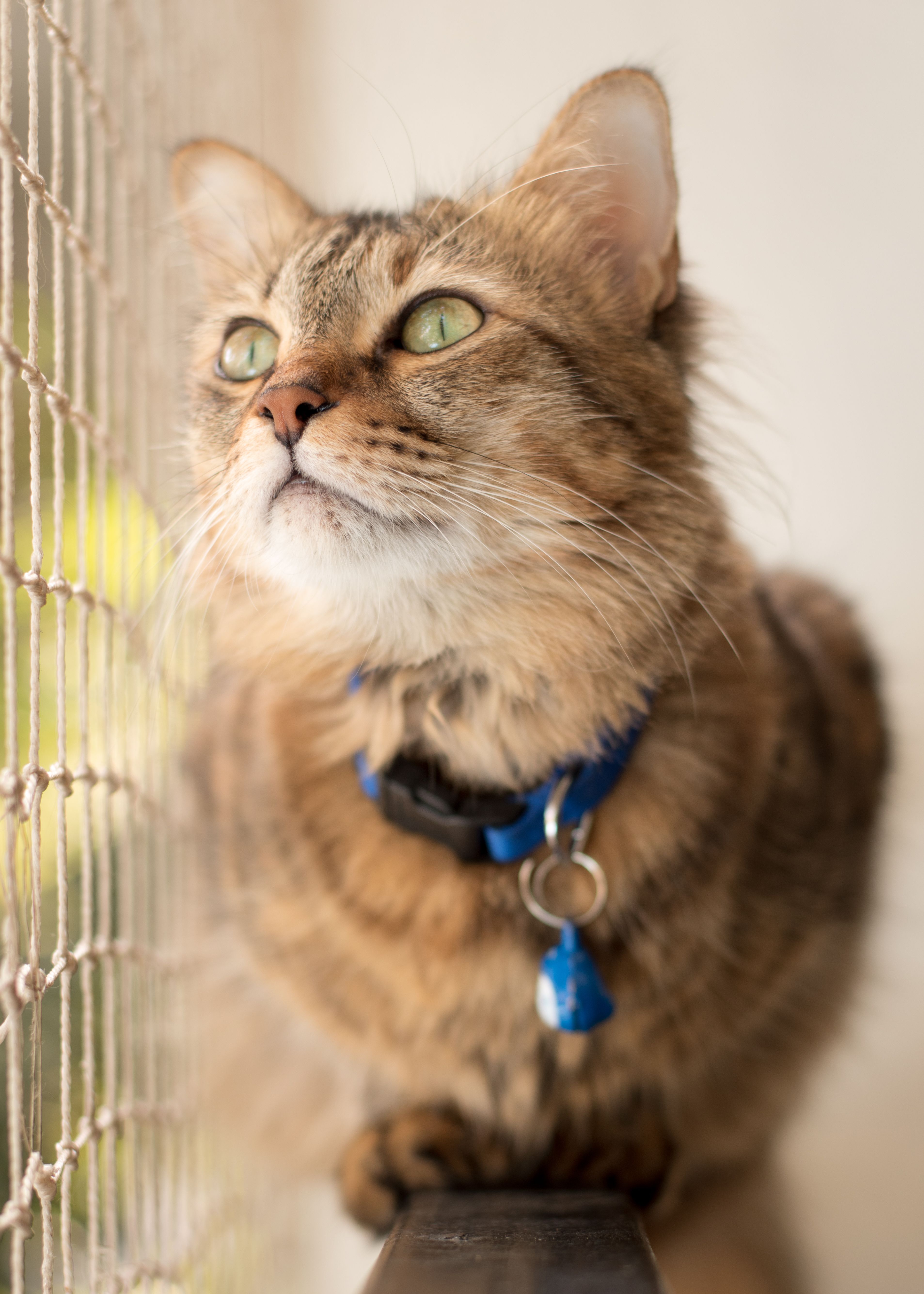Curious tabby cat with a blue collar gazing through a netted window.