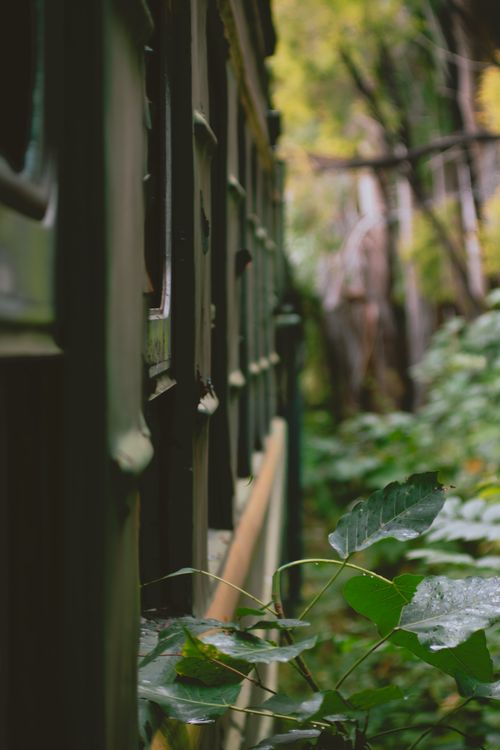 Free Side view of an abandoned train carriage enveloped by lush vegetation. Stock Photo