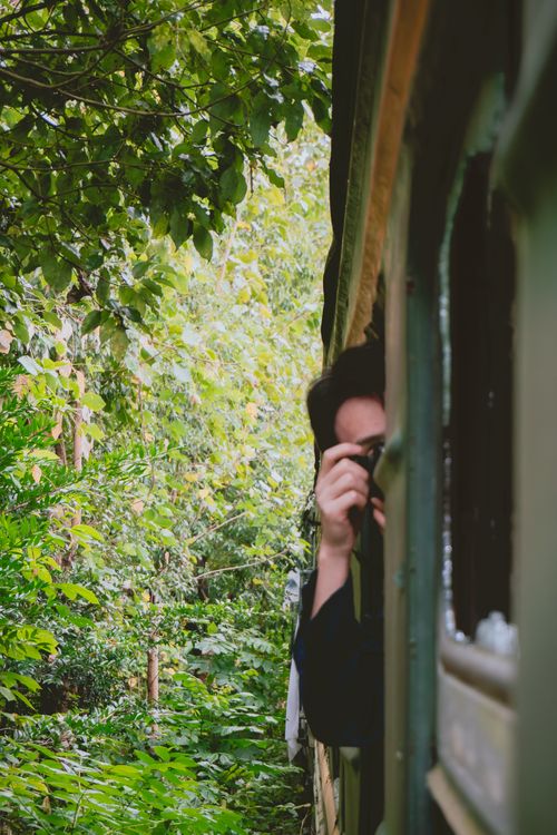 Free Person capturing a dense forest view from a train window, vibrant greenery surrounds. Stock Photo