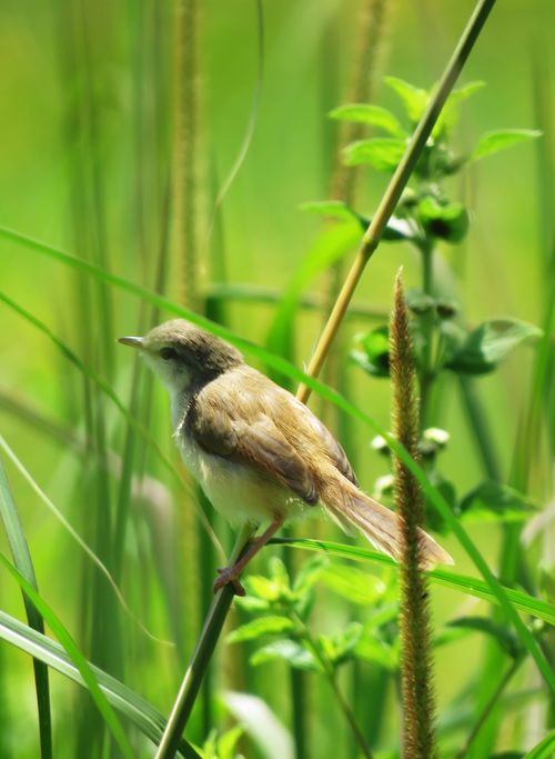 Free A small African bird perched on a reed in South Africa's vibrant landscape. Stock Photo