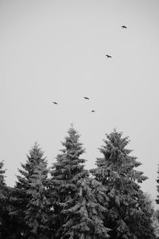 Black and white photo of birds flying over frost-covered trees in a serene winter landscape.