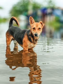 A stray dog standing in flood water, reflecting on its surroundings.