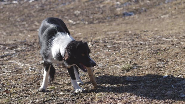 Cosa fare se il tuo cane prende un forasacco (e come evitarlo in futuro)