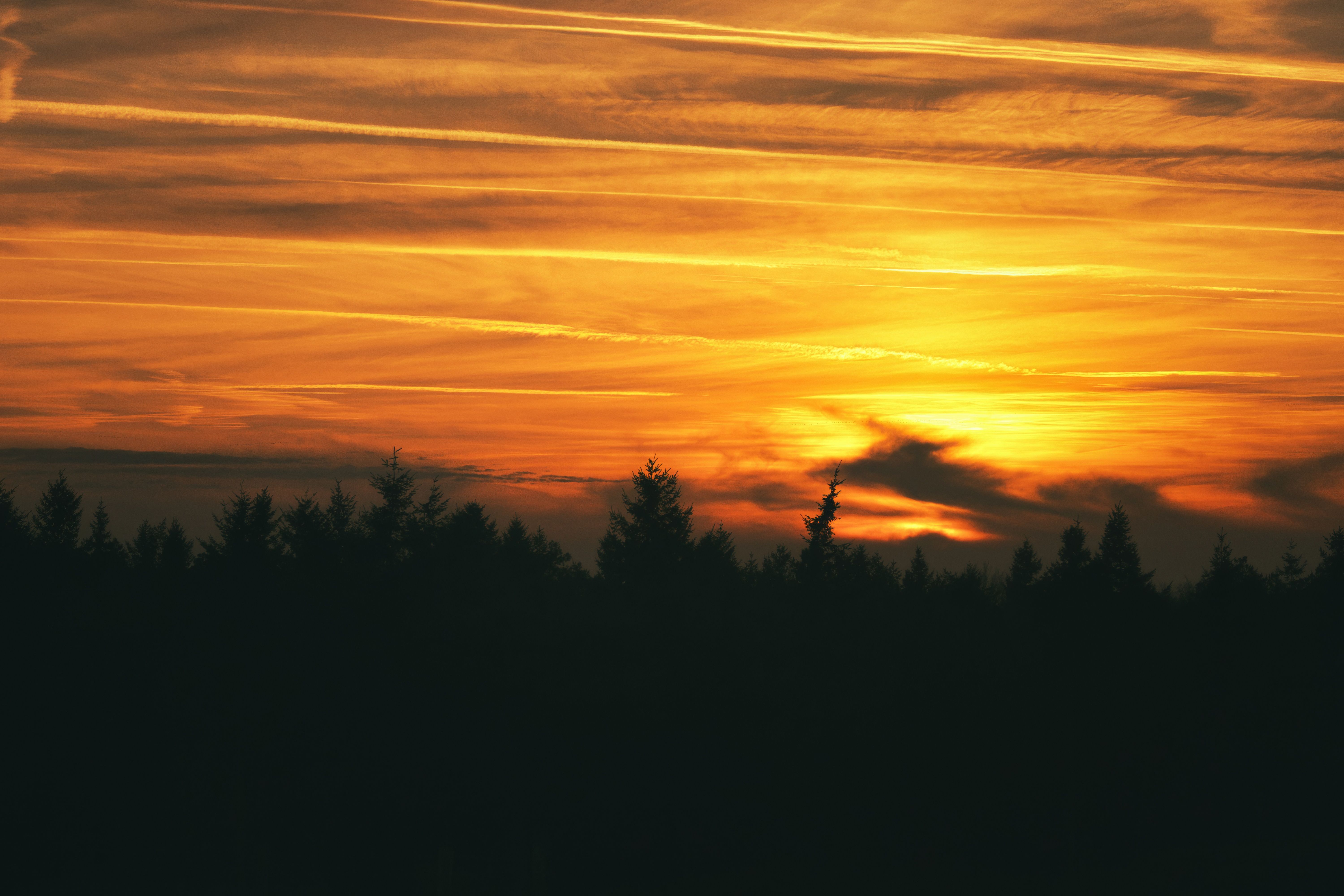 Captivating Forest Sunset Silhouette Landscape · Free Stock Photo