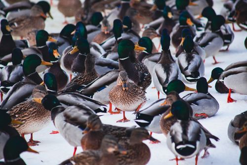 Free A large group of Mallard ducks gathered on a snowy field during winter. Stock Photo