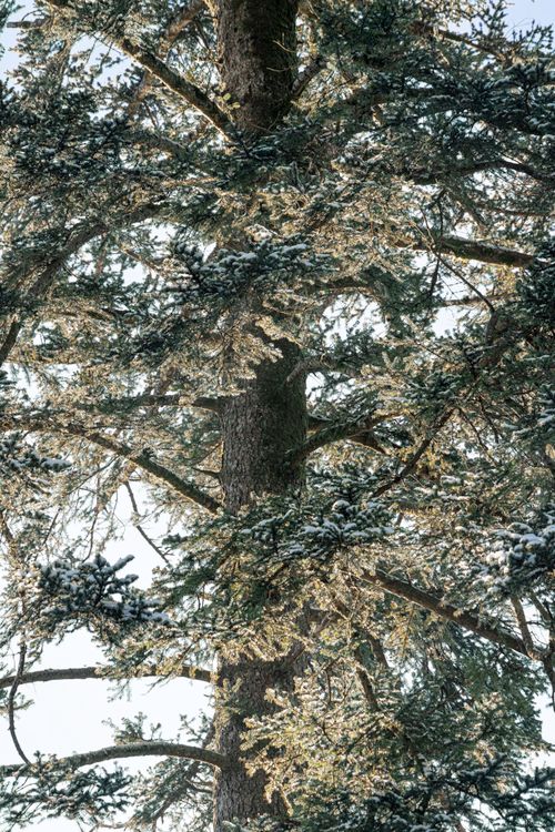 Free Captivating winter scene of a snow-covered tree in Crans-Montana, Switzerland. Stock Photo