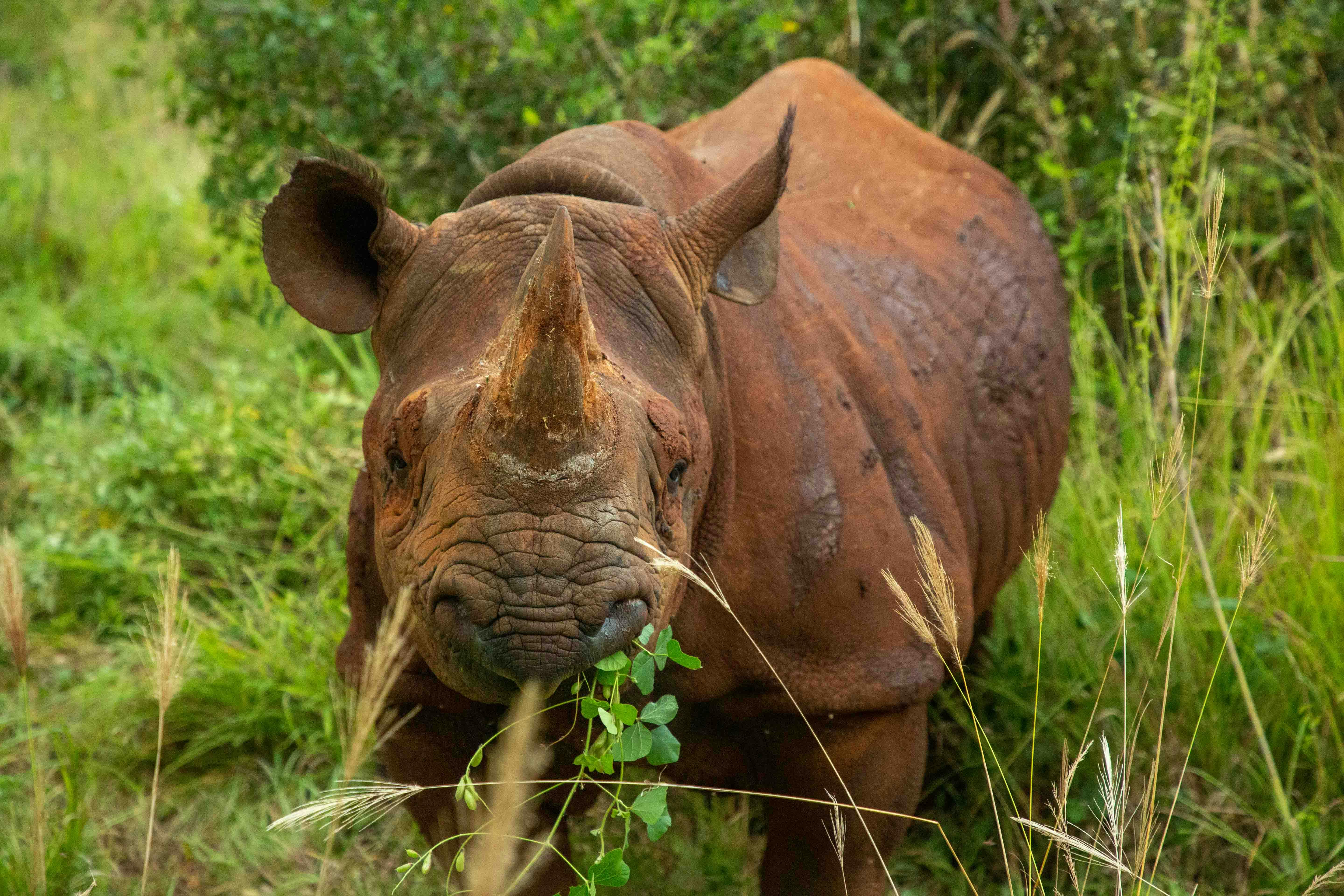 Black Rhinoceros
