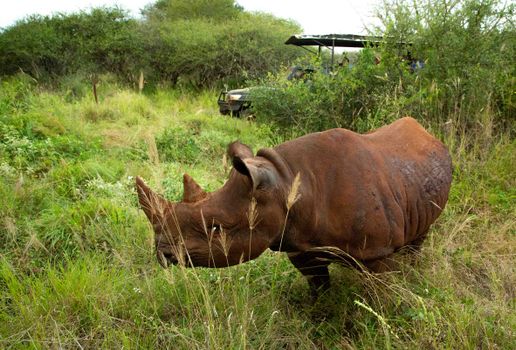 A rhinoceros grazing in the lush landscape of Kilimanjaro Region, Tanzania safari.