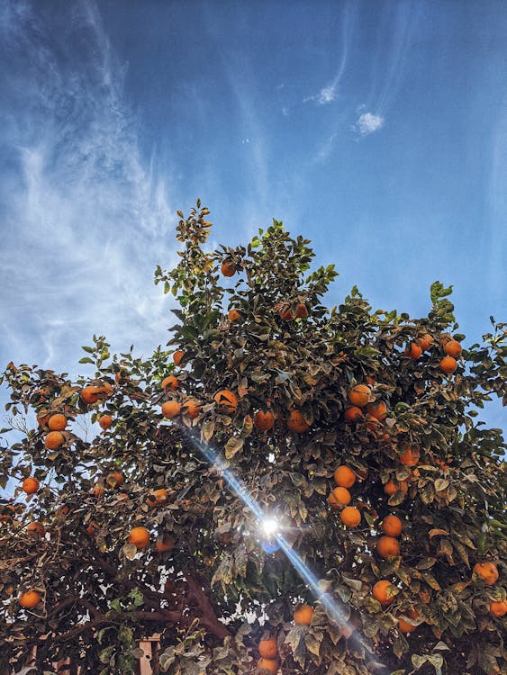 Photo Of Orange Tree Under The Sun 