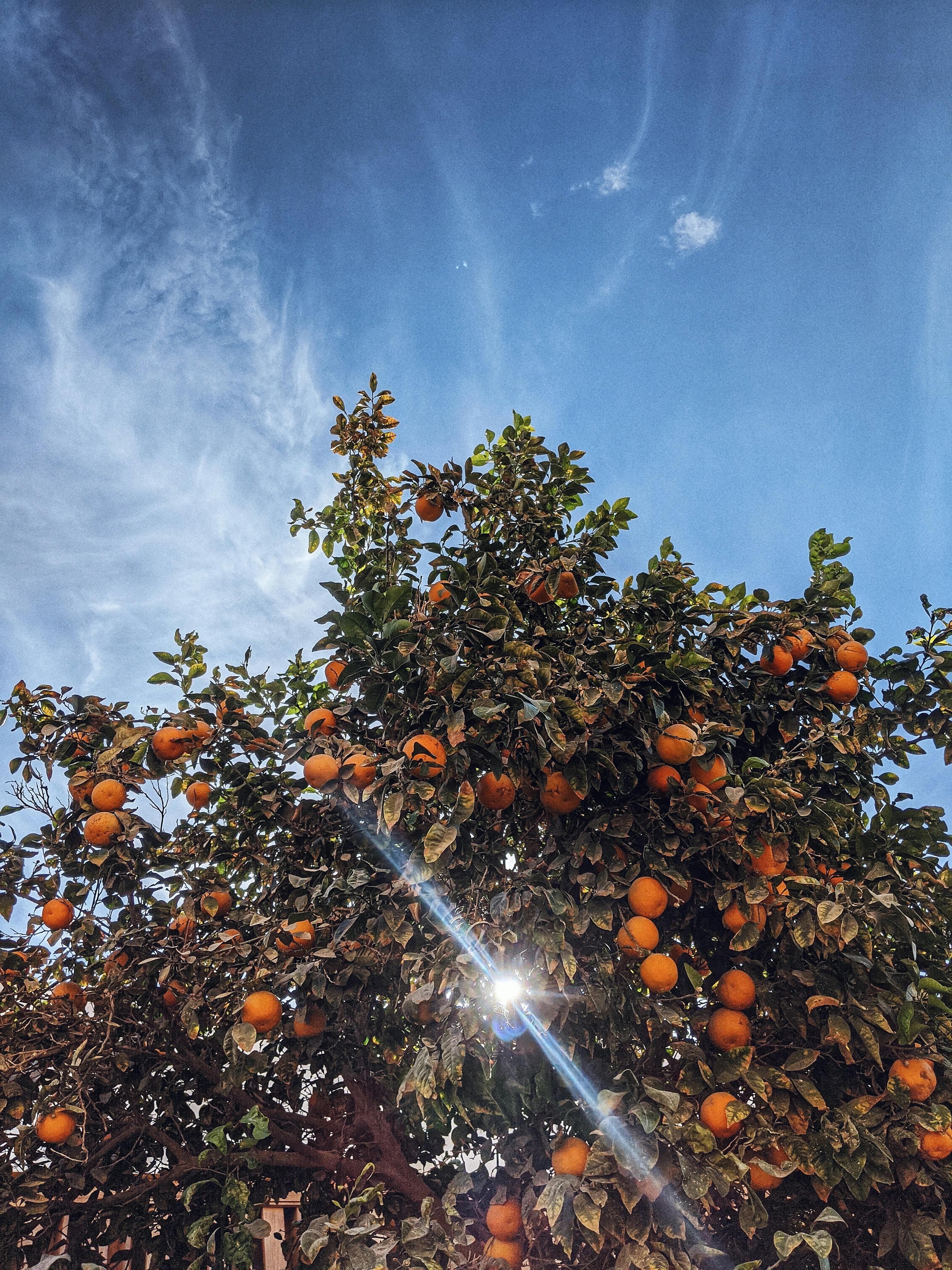 Photo libre de droit de Orange Fruits Isolé Sur Blanc banque d