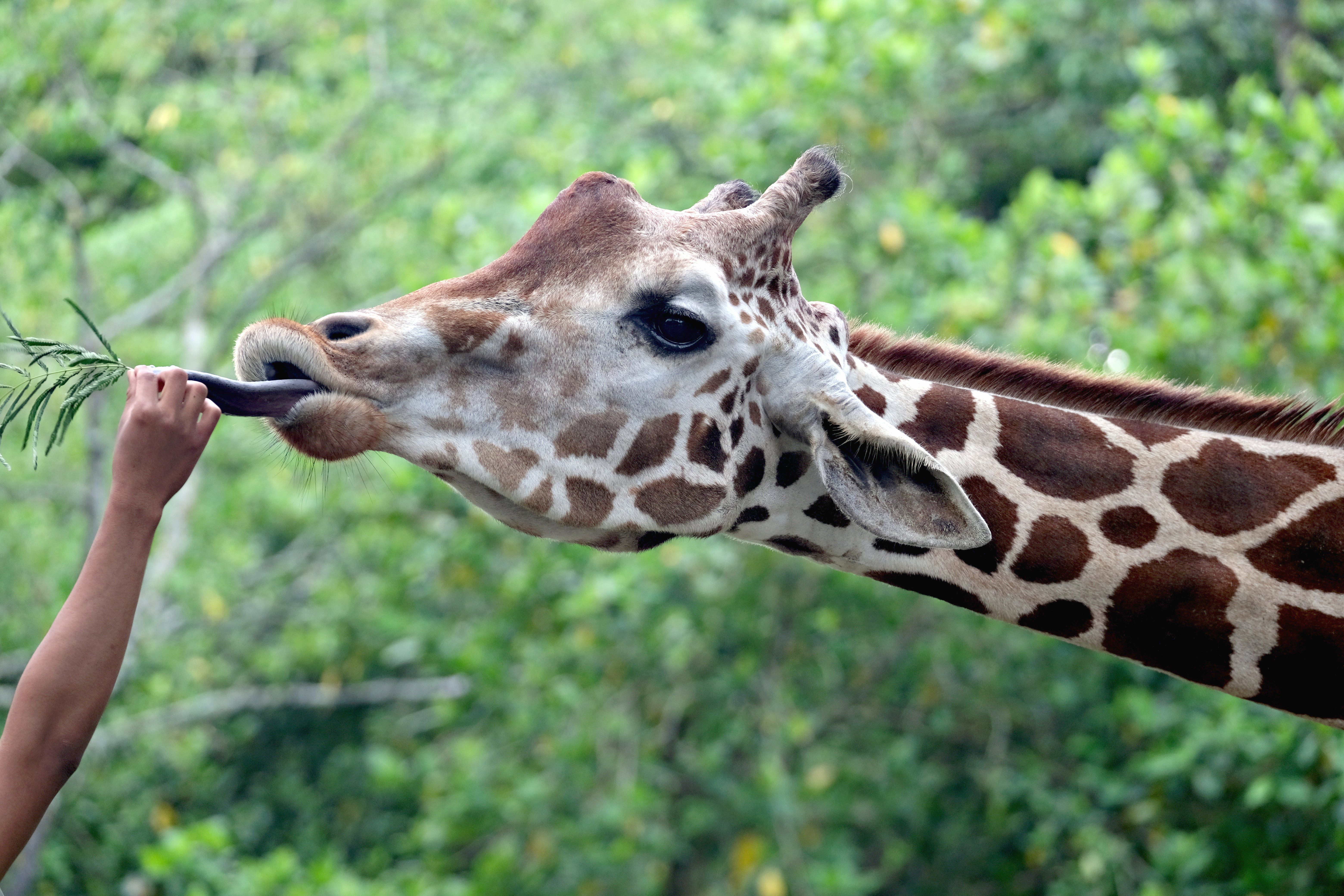 Zookids