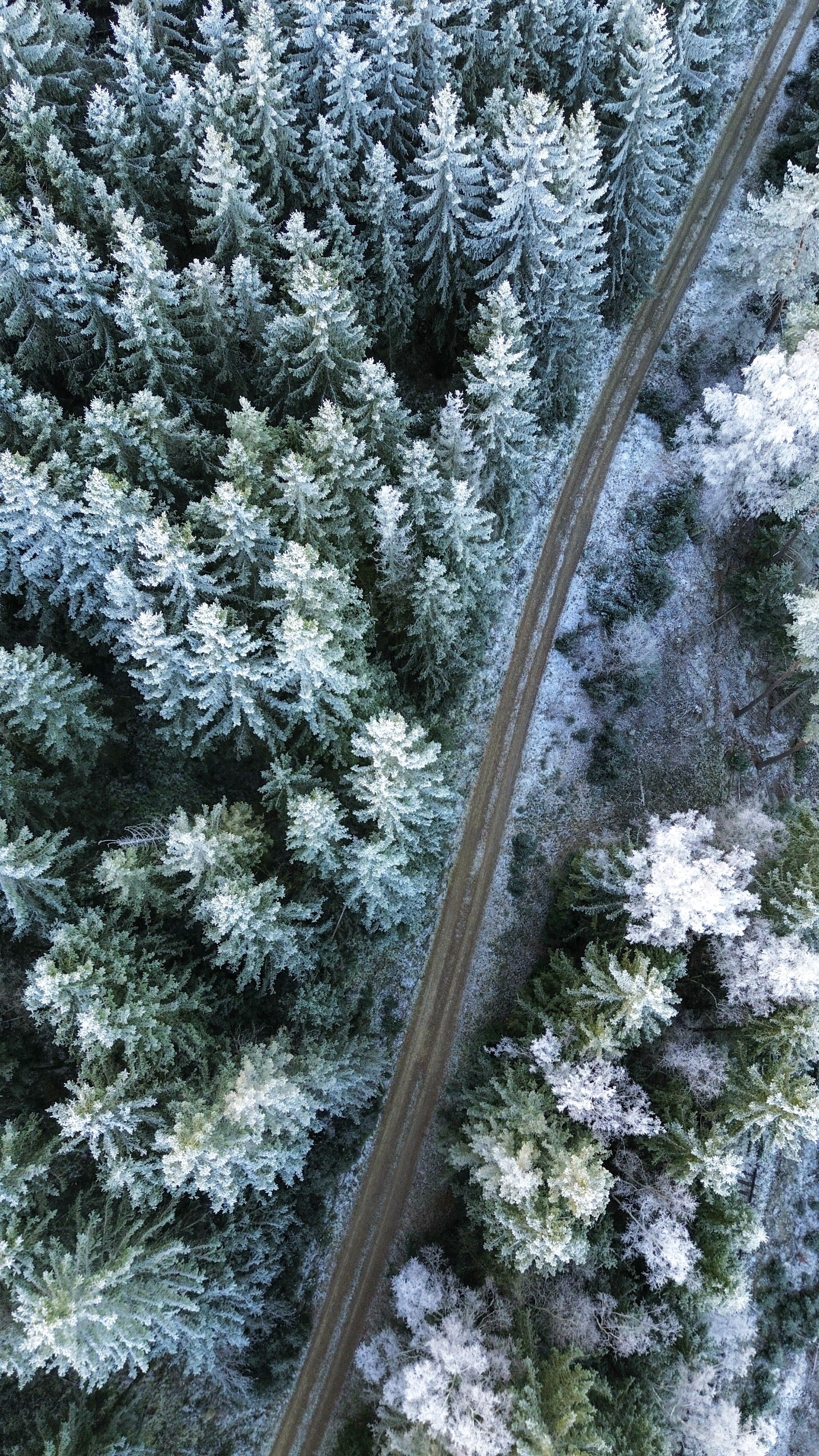 Aerial View of Snow-Covered Forest Road · Free Stock Photo