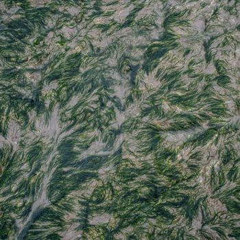 Cyanobacteria