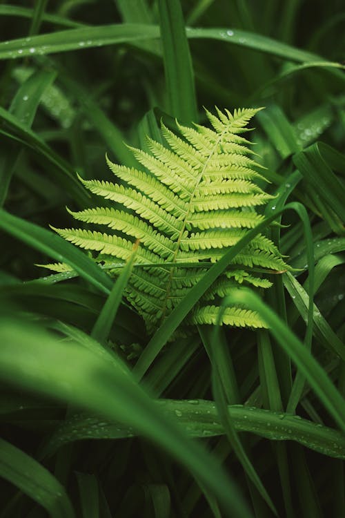 Close-Up Photo Of Fern Leaf