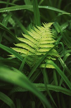 绿色蕨类植物叶子上挂着露珠的生动特写，展现了自然的新鲜感