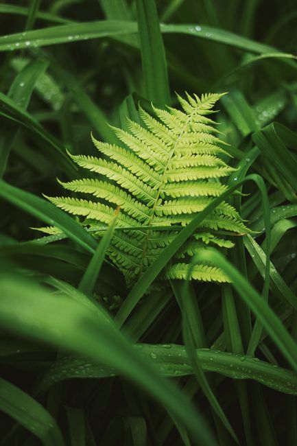 Vivid close-up of a green fern leaf with dewdrops, showcasing natural freshness.
