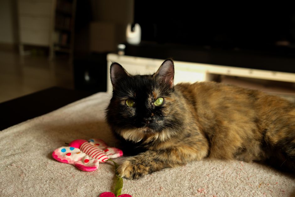 Tortoiseshell cat lying on a cream blanket, one front paw resting near a pink polka-dot butterfly plush toy