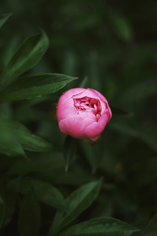 Выборочный фокус фото розового цветка