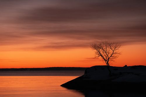 Free Tranquil dawn at Cove Island Park, Stamford with orange sky and silhouetted tree. Stock Photo